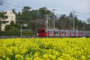糸島　菜の花×電車